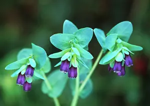 Cerinthe: Cerinthe
