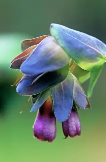 Kiwi: Cerinthe