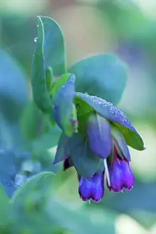 Tubular: Cerinthe