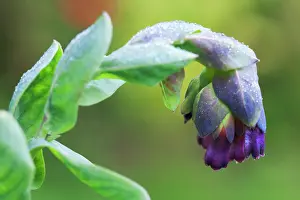 Tubular: Cerinthe