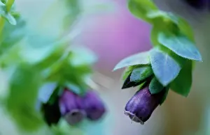Cerinthe: Cerinthe