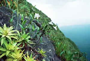 Cerro: Cerro Autana, endemic white orchid (Orchidaceae)