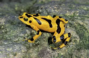 Atelopus: Cerro Campana Stubfoot Toad / Golden Poison Arrow