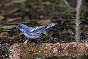Cerulea: Cerrulean Warbler