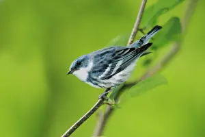 Cerulea: Cerulean Warbler