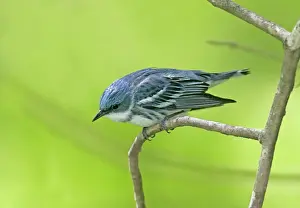 Cerulea: Cerulean Warbler