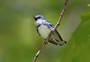 Cerulea: Cerulean Warbler