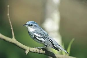 Cerulea: Cerulean Warbler