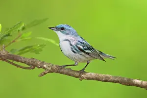 Warbler: Cerulean Warbler on breeding terriroty in spring
