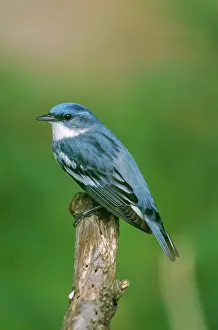Parulidae: Cerulean Warbler (Dendroica cerulea)