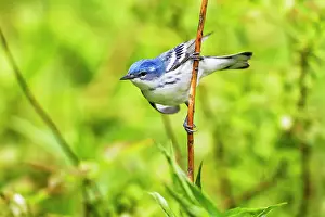Cerulea: Cerulean Warbler - male on territory in spring - May