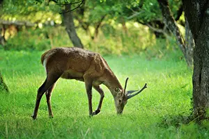 Abruzzo: Cervus elaphus Cervus