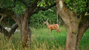 Abruzzo: Cervus elaphus Cervus