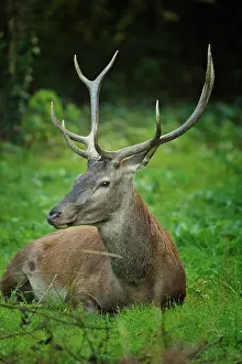 Abruzzo: Cervus elaphus Cervus