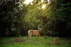 Abruzzo: Cervus elaphus Cervus