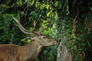Abruzzo: Cervus elaphus Cervus