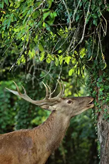 Abruzzo: Cervus elaphus Cervus