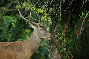 Abruzzo: Cervus elaphus Cervus
