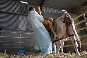 Connective: Cesarean of a Charolaise Cow Nord Pas-de-Calais France