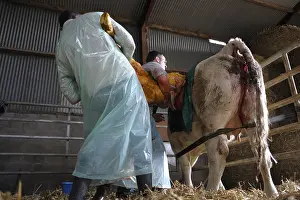 Connective: Cesarean of a Charolaise Cow Nord Pas-de-Calais France