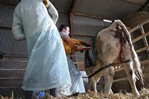 Connective: Cesarean of a Charolaise Cow Nord Pas-de-Calais France