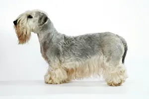 Cesky: Cesky Terrier