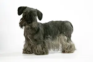Cesky: Cesky Terrier