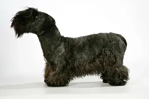 Cesky: Cesky Terrier