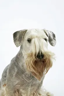 Cesky: Cesky Terrier