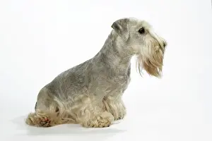 Cesky: Cesky Terrier