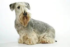 Cesky: Cesky Terrier