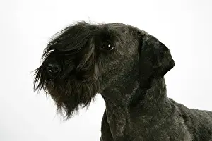 Cesky: Cesky Terrier