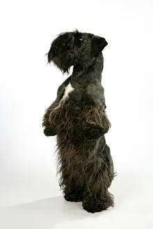 Cesky: Cesky Terrier - on hind legs