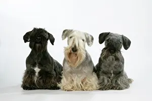 Cesky: Cesky Terriers - three