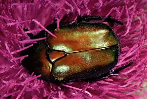 Aurata: Cetonia aurata
