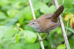 Cetti: Cetti's Warbler