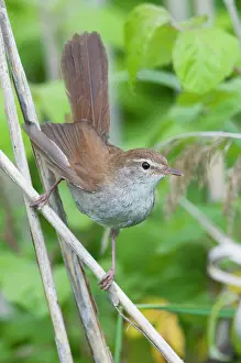 Cetti: Cetti's Warbler