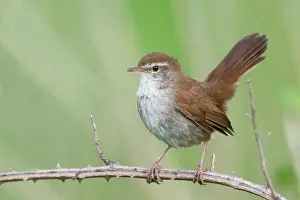 Cetti: Cetti's Warbler