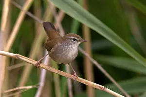 Cetti: Cetti's Warbler