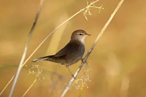 Cetti: Cetti's Warbler