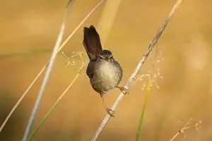 Cetti: Cetti's Warbler