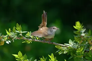 Cetti: Cettis Warbler - Displaying