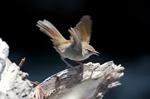 Cetti: Cettis Warbler - Displaying