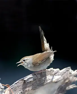 Cetti: Cettis Warbler - Displaying