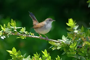 Cetti: Cettis Warbler - Displaying