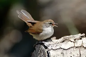 Cetti: Cettis Warbler - Displaying
