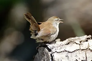 Cetti: Cettis Warbler - Displaying