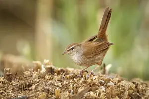 030517: Cetti's Warbler on floor Castilla La Mancha Spain