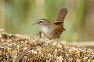 Mancha: Cetti's Warbler on floor Castilla La Mancha Spain