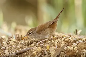 030517: Cetti's Warbler on floor eating a worm Castilla La Manc
